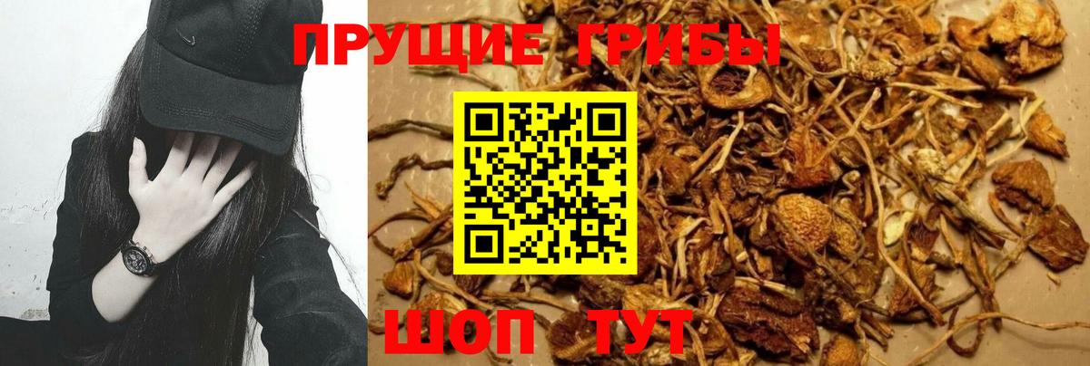 Псилоцибиновые грибы Psilocybe  Вход с VPN  купить наркотик  Красноармейск 
